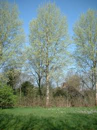 Attēlu rezultāti vaicājumam “Populus”