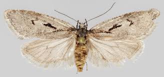 Attēlu rezultāti vaicājumam “Semioscopis avellanella”