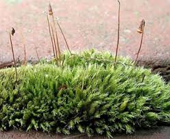 Attēlu rezultāti vaicājumam “Bryum caespiticium”