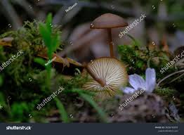 Attēlu rezultāti vaicājumam “Strobilurus esculentus”