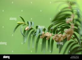 Attēlu rezultāti vaicājumam “Taxus baccata male flower”