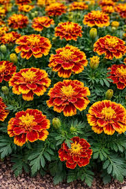 Image result for Tagetes patula