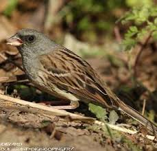 Image result for Emberiza spodocephala