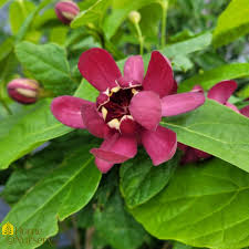 Attēlu rezultāti vaicājumam “Calycanthus floridus”