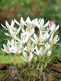 Attēlu rezultāti vaicājumam “Crocus vernus subsp. vernus flower”