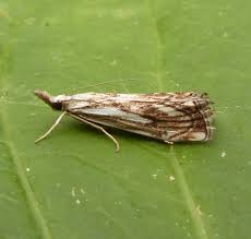 Attēlu rezultāti vaicājumam “Catoptria fulgidella”