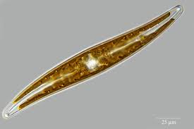 Attēlu rezultāti vaicājumam “Diderma globosum macro”