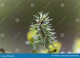 Attēlu rezultāti vaicājumam “Salix pentandra flower”