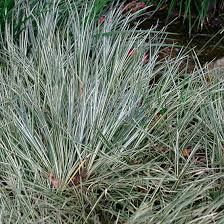 Attēlu rezultāti vaicājumam “Cychramus variegatus”