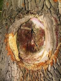 Attēlu rezultāti vaicājumam “Populus x canadensis fruit”