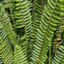 Attēlu rezultāti vaicājumam “Dryopteris affinis”