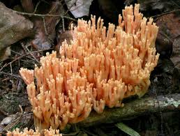 Attēlu rezultāti vaicājumam “Ramaria formosa”