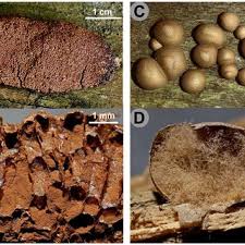 Attēlu rezultāti vaicājumam “Tubifera ferruginosa (subsp. ferruginosa)”