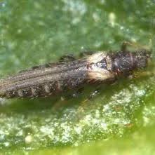 Attēlu rezultāti vaicājumam “Trachyspora intrusa”