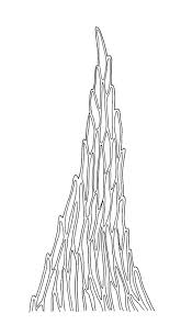 Attēlu rezultāti vaicājumam “Brachythecium rutabulum sporophyte”