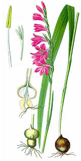 Attēlu rezultāti vaicājumam “Gladiolus imbricatus bud”
