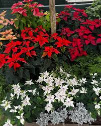 Image result for Nicotiana x sanderae