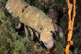 Image result for Scyllarides latus