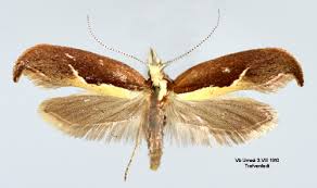 Attēlu rezultāti vaicājumam “Ypsolopha dentella”