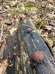 Attēlu rezultāti vaicājumam “Daldinia concentrica”