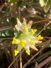 Attēlu rezultāti vaicājumam “Anthyllis vulneraria leaf”