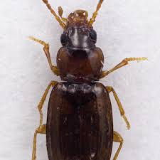 Attēlu rezultāti vaicājumam “Tachyta nana”