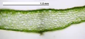 Attēlu rezultāti vaicājumam “Aneura pinguis”