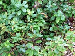 Attēlu rezultāti vaicājumam “Vaccinium vitis-idaea”