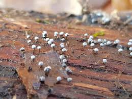 Attēlu rezultāti vaicājumam “Physarum leucophaeum spores”