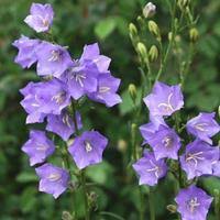 Attēlu rezultāti vaicājumam “Campanula persicifolia leaf”