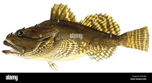 Image result for Myoxocephalus scorpius