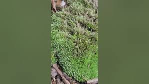 Attēlu rezultāti vaicājumam “Bryum bimum”