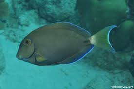 Image result for Acanthurus bahianus
