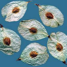 Attēlu rezultāti vaicājumam “Ulmus x hollandica”