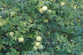 Attēlu rezultāti vaicājumam “Cydonia oblonga fruit”