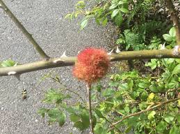 Attēlu rezultāti vaicājumam “Diplolepis bicolor”