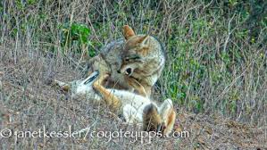 Image result for Hartlepool Coyotes