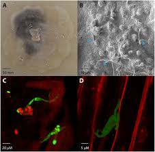 Attēlu rezultāti vaicājumam “Diderma ochraceum spores”