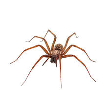 Image result for spider
