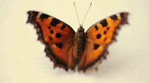 Attēlu rezultāti vaicājumam “Brenthis ino underside”