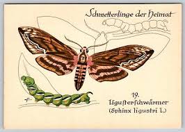 Attēlu rezultāti vaicājumam “Sphinx ligustri larva”