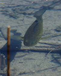 Image result for Micropterus dolomieu