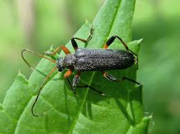 Attēlu rezultāti vaicājumam “Cortodera femorata”