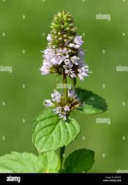 Image result for Pfefferminze