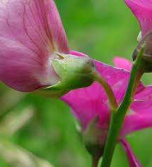 Attēlu rezultāti vaicājumam “Lathyrus latifolius bud”
