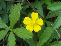 Attēlu rezultāti vaicājumam “Potentilla reptans bud”