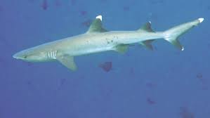 Image result for Triaenodon obesus