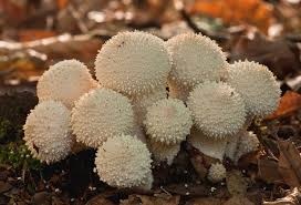 Attēlu rezultāti vaicājumam “Lycoperdon perlatum”