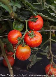 Afbeeldingsresultaat voor kosmonaut volkov 68D tomato