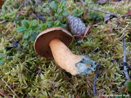 Attēlu rezultāti vaicājumam “Suillus variegatus”